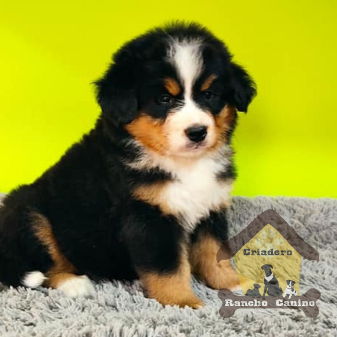 Cachorros en venta Bogotá